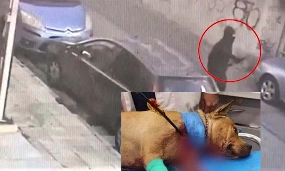 Συνελήφθη ο δράστης της δολοφονίας σκύλου με τόξο στην Πετρούπολη